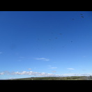 Störche in der Thermik